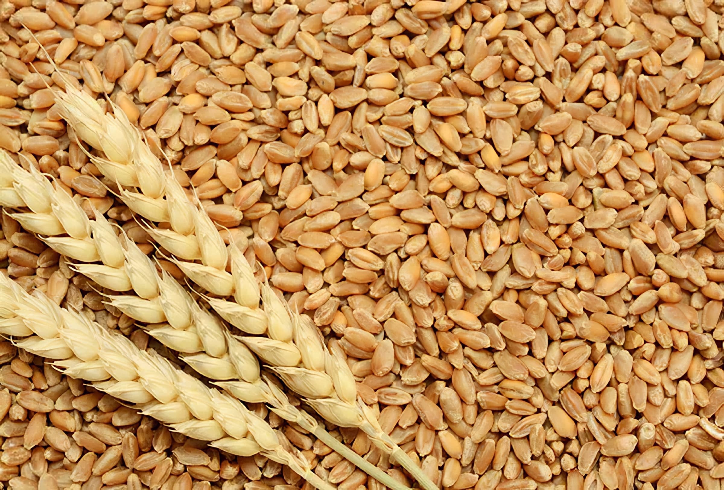 Wheat for Life
